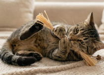 Natural Silvervine Dental Sticks